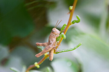 grasshopper on plant flower leaf, insect animal garden ecology, environment grass close up arthropods wildlife