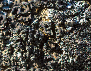 growths of moss, fungi, on rock stones