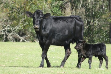 Black cow with calf on the field in Florida farm © natalya2015