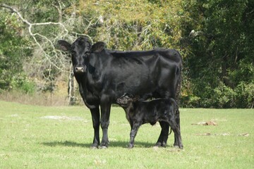 Black cow with calf on field in Florida farm © natalya2015
