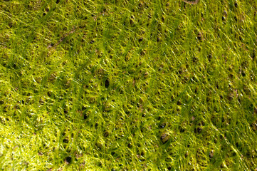 moss texture on stone
