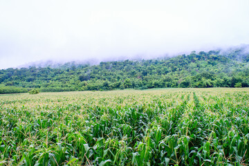 Fototapeta na wymiar Corn field on the mountain