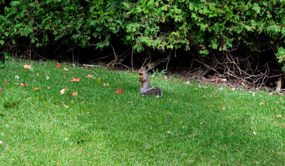 A squirrel caught eating a cone