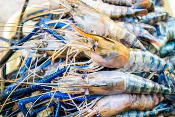 Fresh shrimp or big prawn