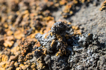 Fototapeta na wymiar growths of moss, fungi, on rock stones