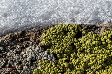 growths of moss, fungi, on rock stones