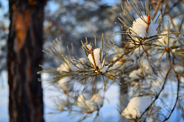 Pine branch under the snow in a winter park