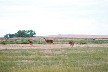 Fototapeta na wymiar Three Deer