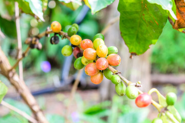 Coffee beans ripening on tree