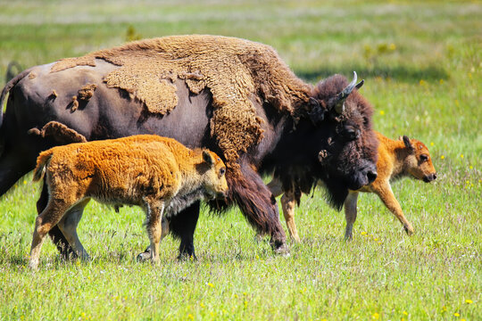 Female bison with calves walking in Yellowstone National Park, Wyoming