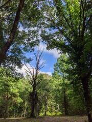 trees in the forest