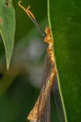 Super close shot of an orange crane fly tipula hanging on a green leaf/plant, Cranefly's half body hidden behind a leaf with big orange and black antennas