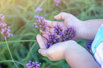 Close up shot of the little girl holding a small purple flower in the palm of the hand, with copy space.