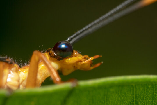 Headshot of a crane fly