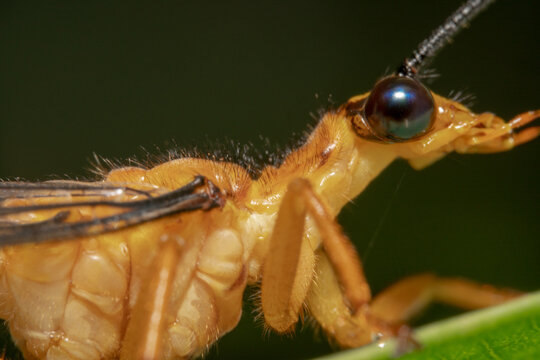 Close up shot of an orange crane fly