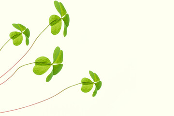 Obraz premium green clover leaves isolated on white background. St.Patrick 's Day