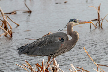 great blue heron