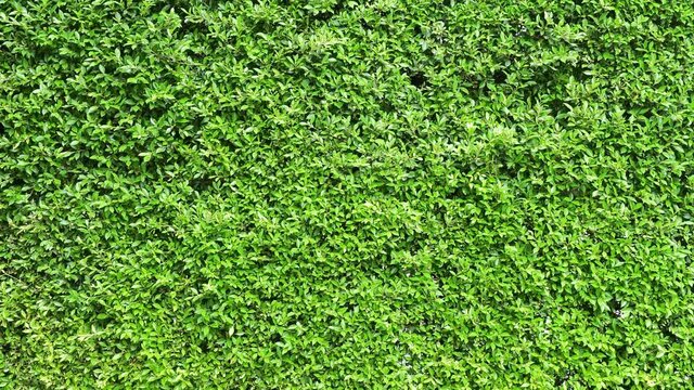 Green leaves background or the naturally walls texture Ideal for use in the design fairly