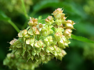 Physocarpus opulifolius closed blooms, defocused background, spring mood