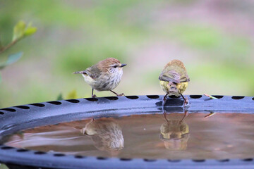 Striated Thornbill (Acanthiza lineata) at birdbath, South Australia