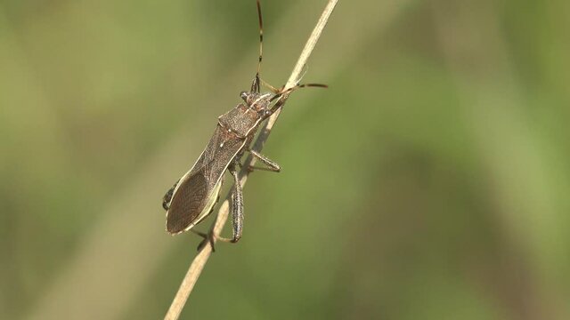 Gree Alydidae, as broad-headed bugs, family of true bugs very similar to closely related Coreidae (leaf-footed bugs and relatives)