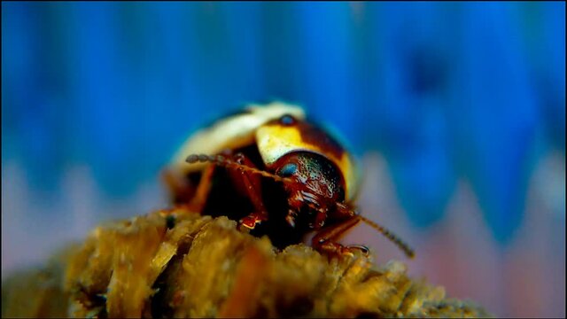 Front View Macro HD Video Of Common Willow Calligrapha Beetle.Close up view of Leaf Beetle or Flying insect,