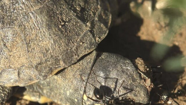 Black ants attack a small turtle that died after exiting an egg, macro view head. Tragedy Emydidae Terrapene carolina, Macro view, Eastern box (juvenile), Turtles are diapsids of the order Testudines 