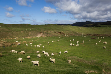 flock of sheep