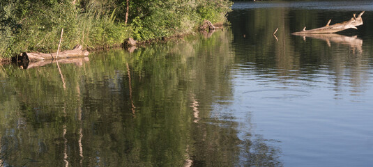 Green leaves of young reeds on a warm day sway over a pond