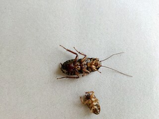 ant on wood