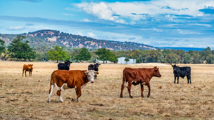 Naklejka na ściany i meble Cows grazing in the meadow at country WA Perth