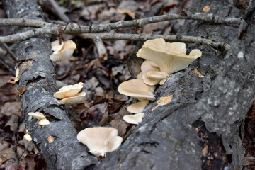 Oyster mushrooms growing in the forest