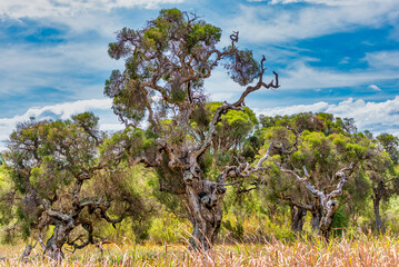 Australian twisted branch tree in country WA