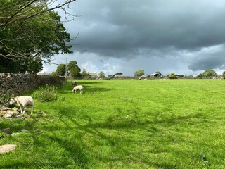 Sheep, grazing in a large green meadow, next to a dry stone wall, with heavy rain clouds above in, Kildwick, Keighley, UK