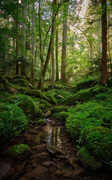 Das Monbachtal im n&ouml;rdlichen Schwarzwald
