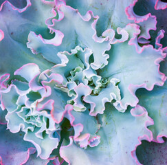Miniature succulent plants (succulent cactus) at the garden