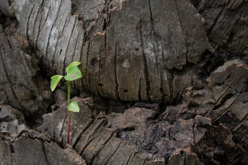 plant growing from the ground in the tree close up nature background