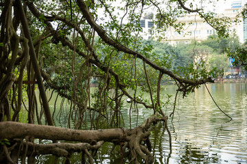 Tree of mangrove on the lake of Temple of the Jade Mountain in Hanoi, Vietnam