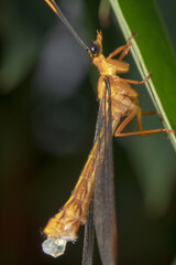Orange crane fly with long wings and a tail
