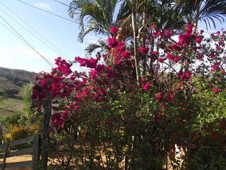 flowers in the garden