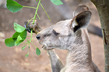 オオカンガルー