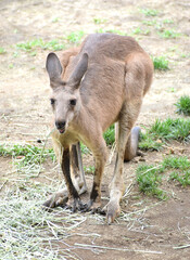 オオカンガルー