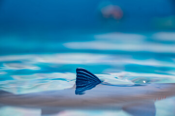 Great white shark plastic toy on the surface of a swimming pool