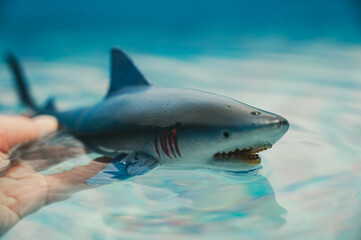 Great white shark plastic toy on the surface of a swimming pool