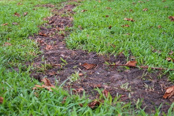 green grass in the ground garden wtih path trail background