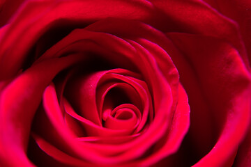 Red Roses Bouquet