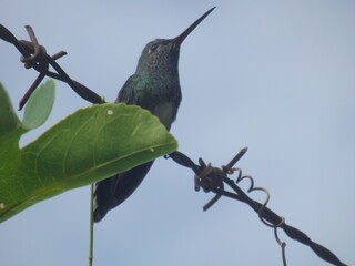 hummingbird in flight