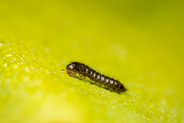 Tiny black caterpillar crawling on a green leaf