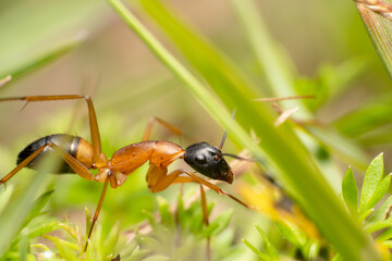 Orange sugar ant with black head and tail