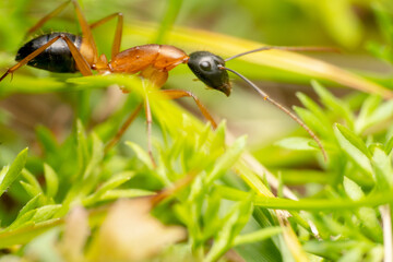 Black-headed orange sugar ants, 
brown sugar ant, Scientific name: Camponotus nigriceps walking down the hill. shot through the grass